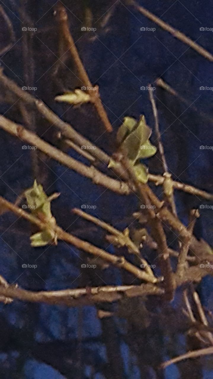 Lilac Buds at Night