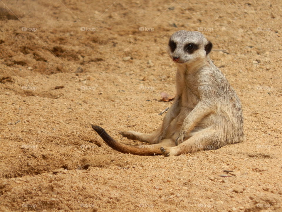 Meerkat relaxing