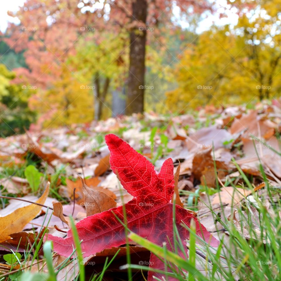 Autumn leaves on grassy field