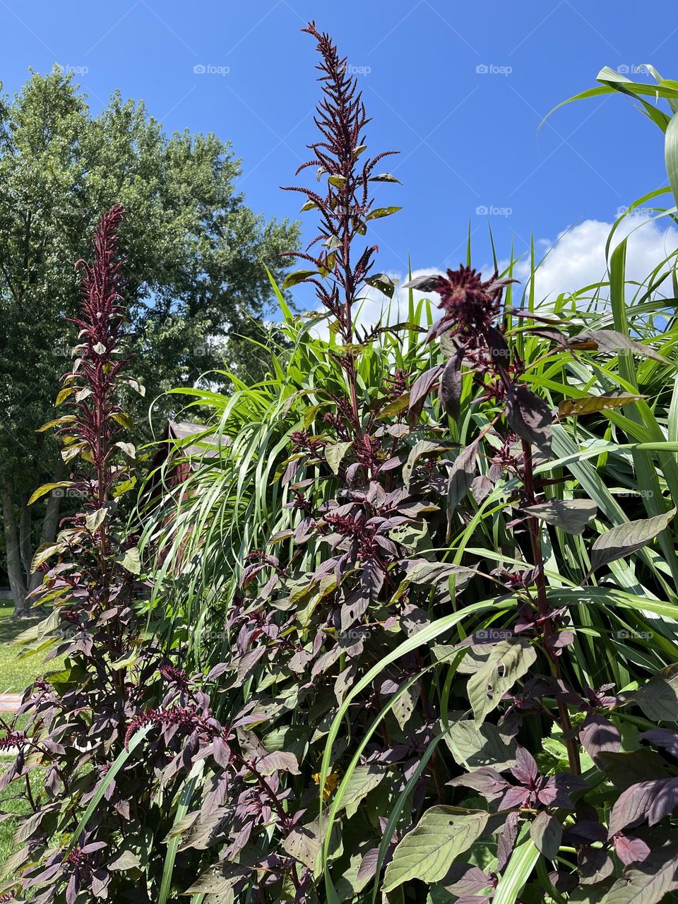 Amaranth with blue sky & puffy clouds 