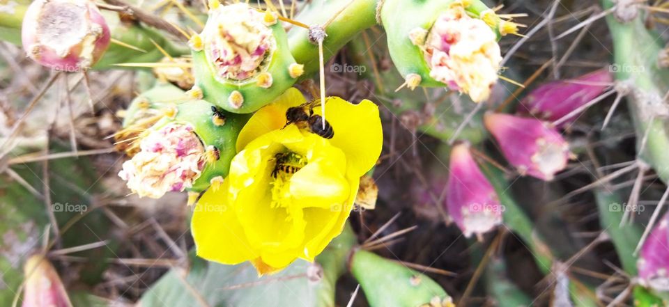 Beautiful bee on a yellow cactus flower.