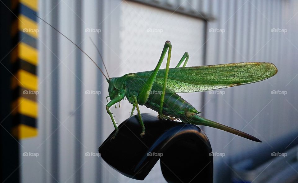 Close-up of grasshopper