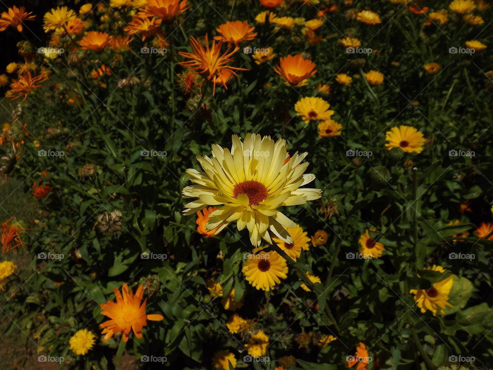 Calendula officinalis, known as marigold or daisy.