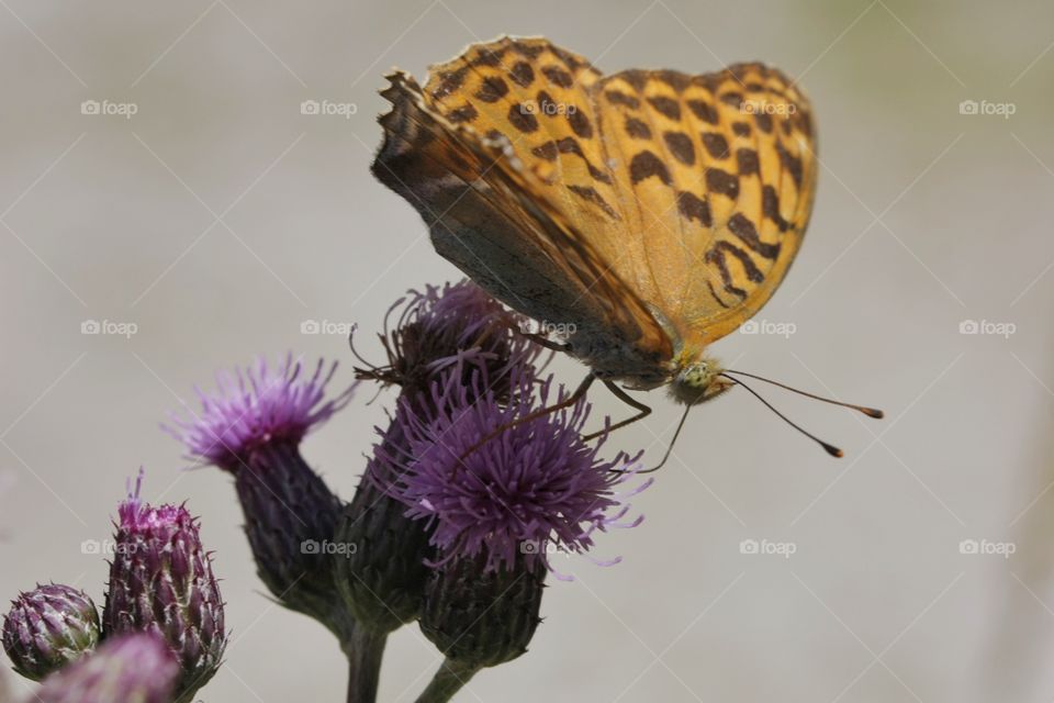 Butterfly on flower