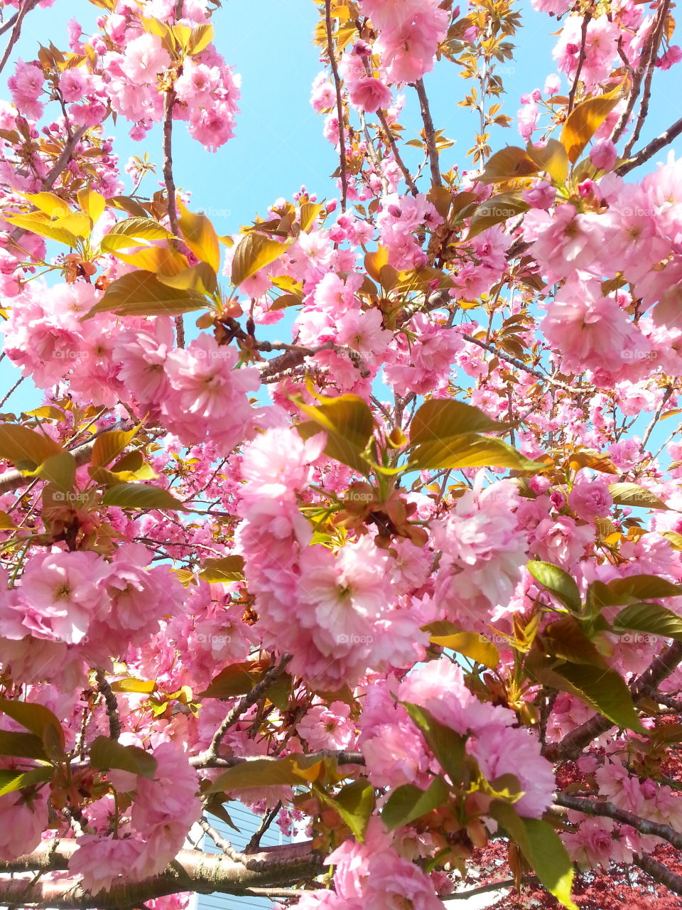 spring - Cherry Blossom. my tree