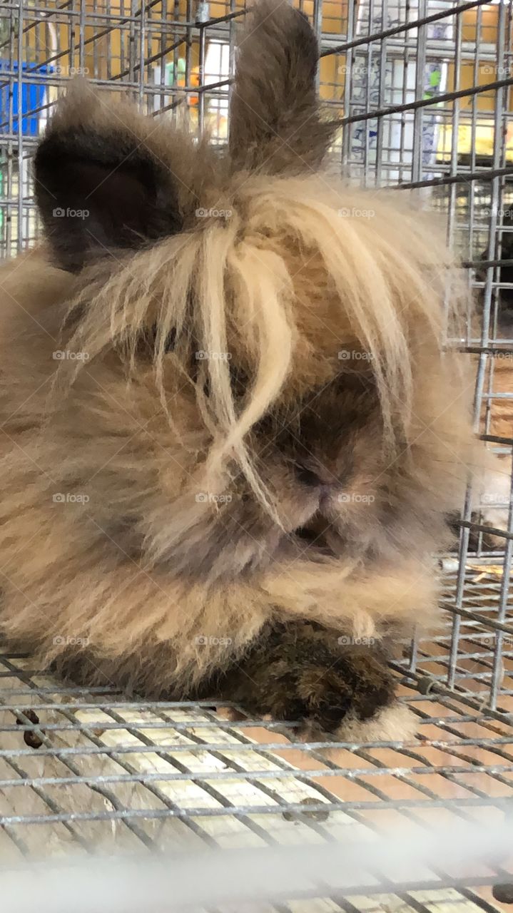 Hairy Rabbit