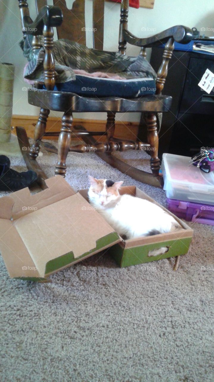 Pretending to Sleep in the box