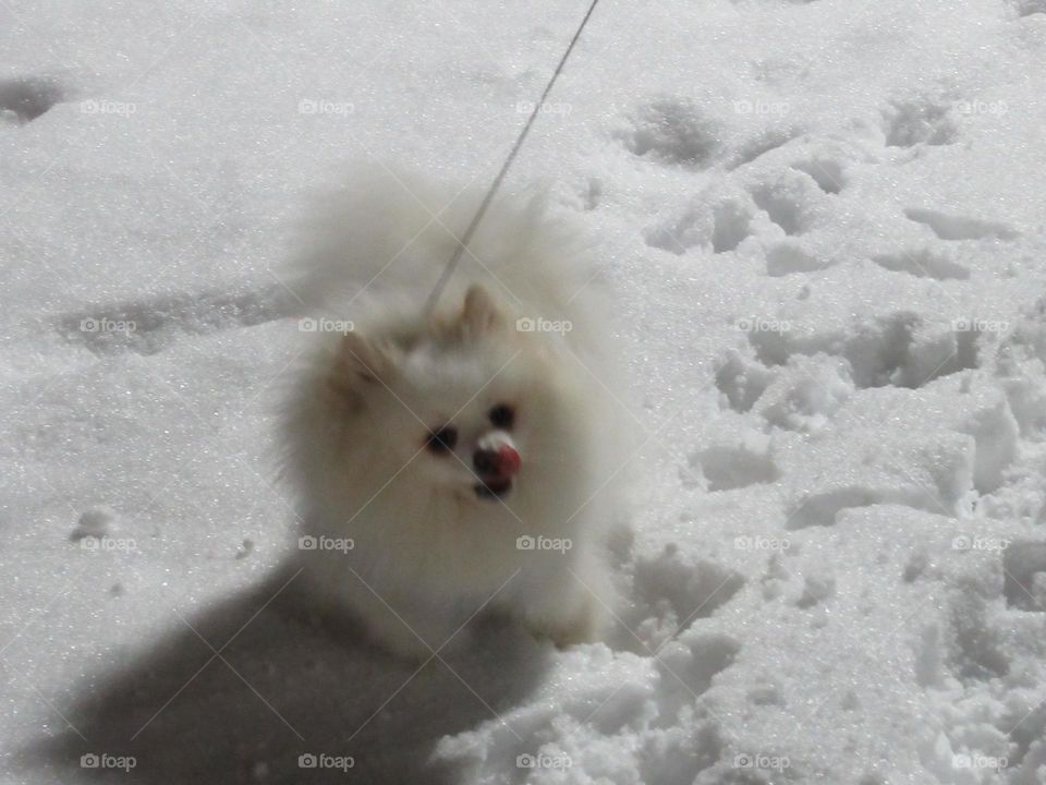 my dog ​​german spitz on white snow for a walk in the park