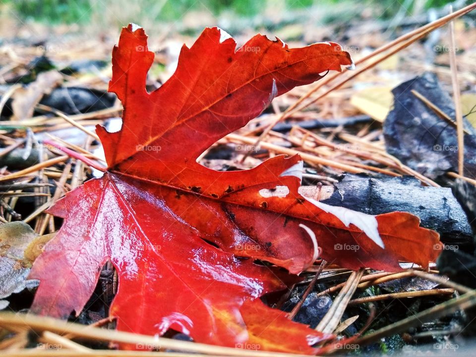 Red leaf