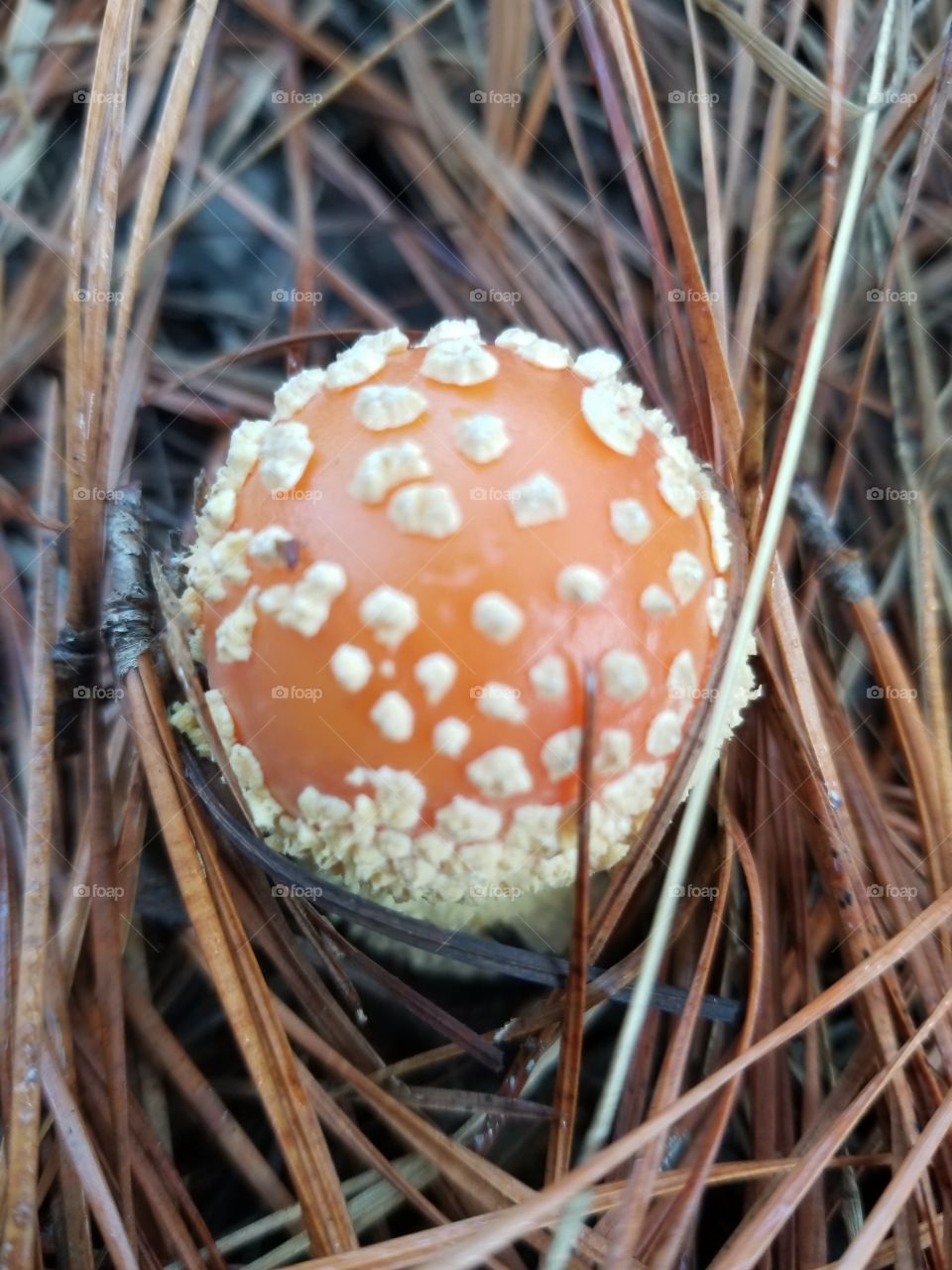 mushroom