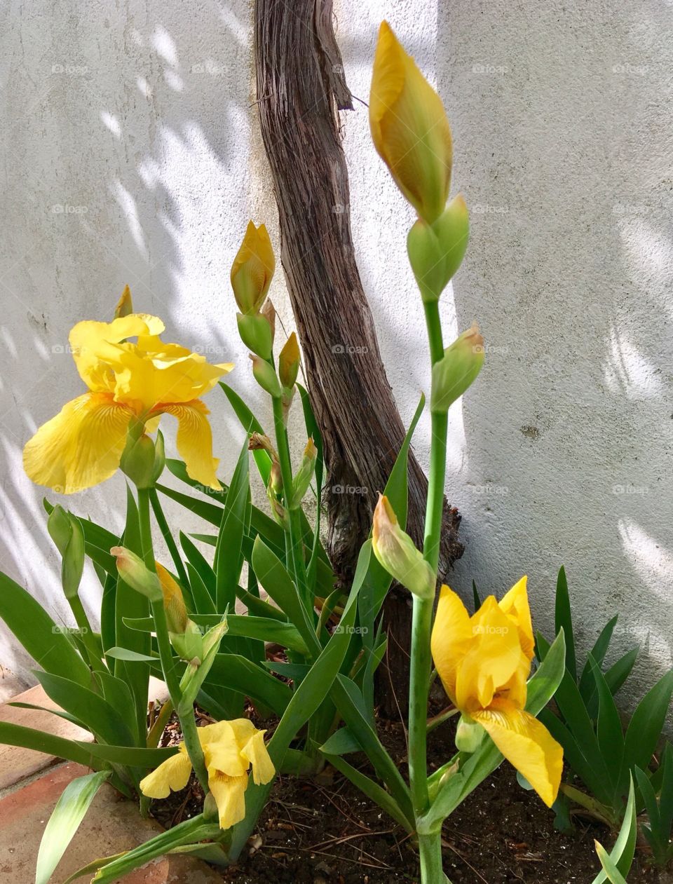 Summer yellow flower