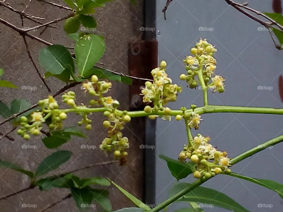 Flower buds