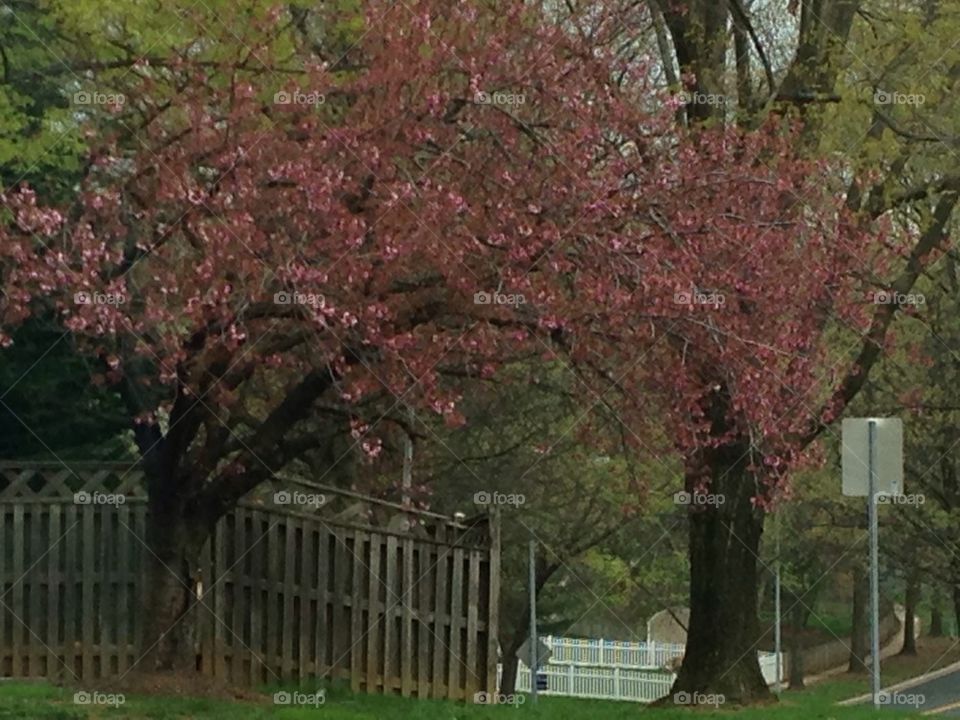 Red Cherry Blossom Trees