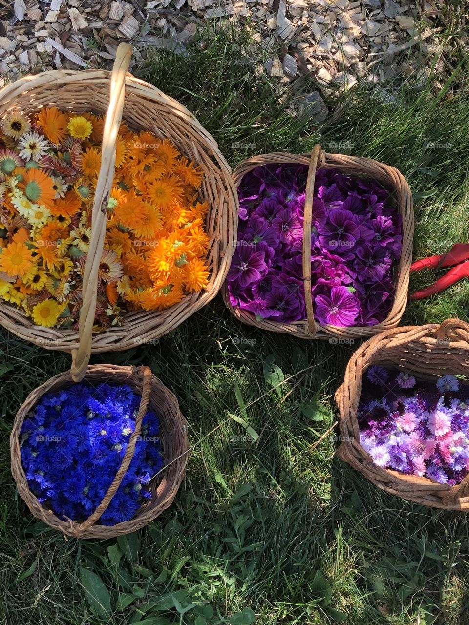 Basketful of flowers