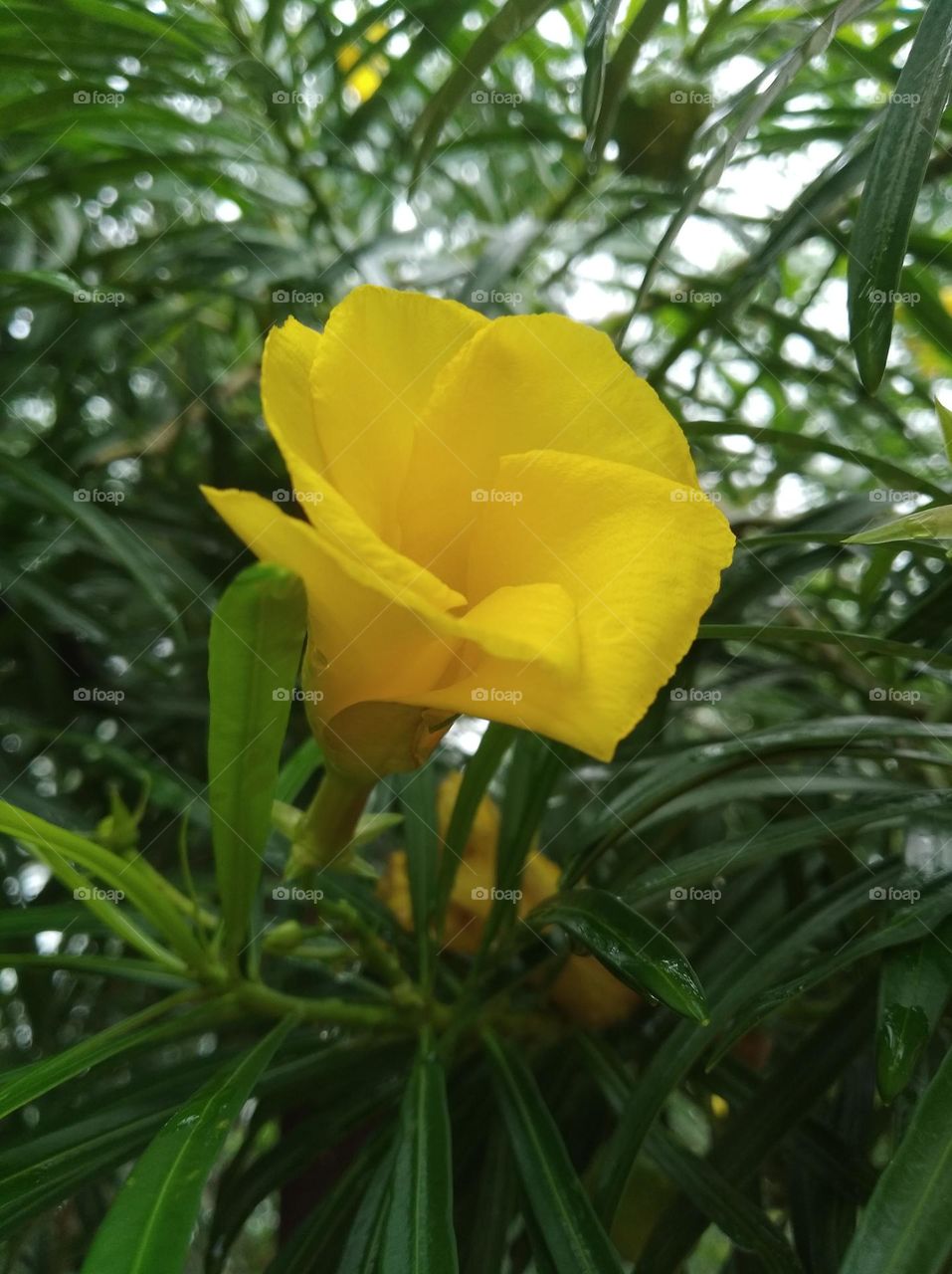 yellow flower seasonal fresh shurb small size looks very beautiful generally found everywhere