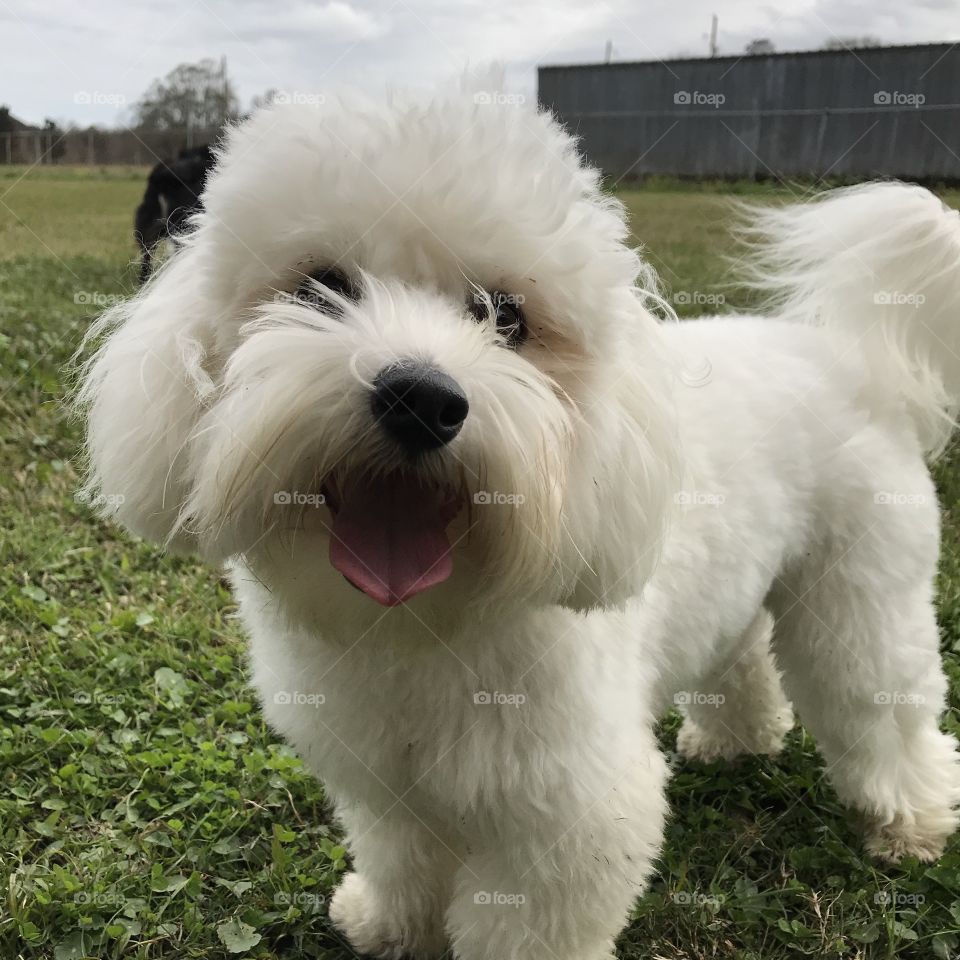 Dog happiness pure love