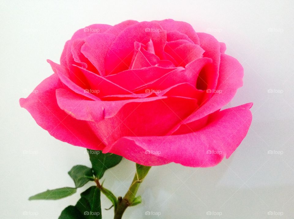 Rose on white background