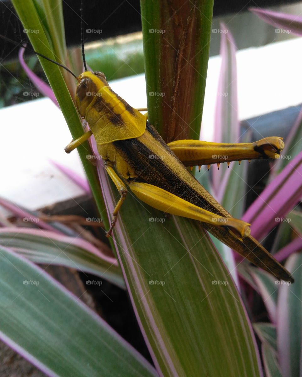 Yellow Grasshopper