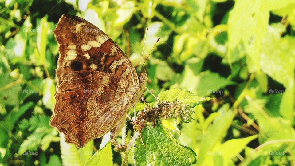 Butterfly junonia.