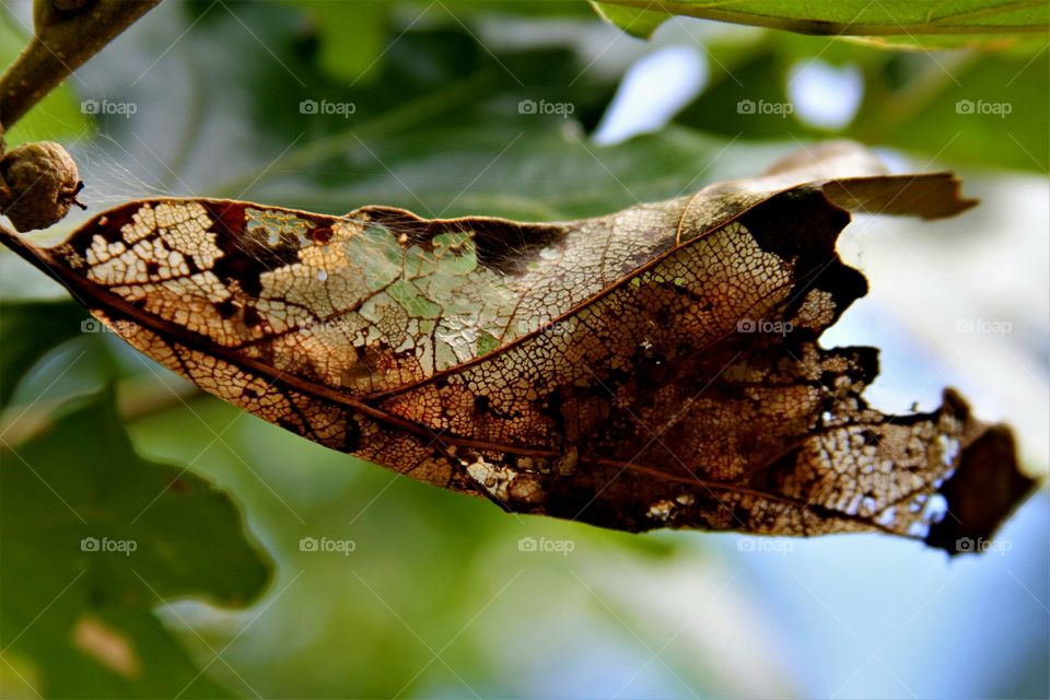 leaf being eaten away