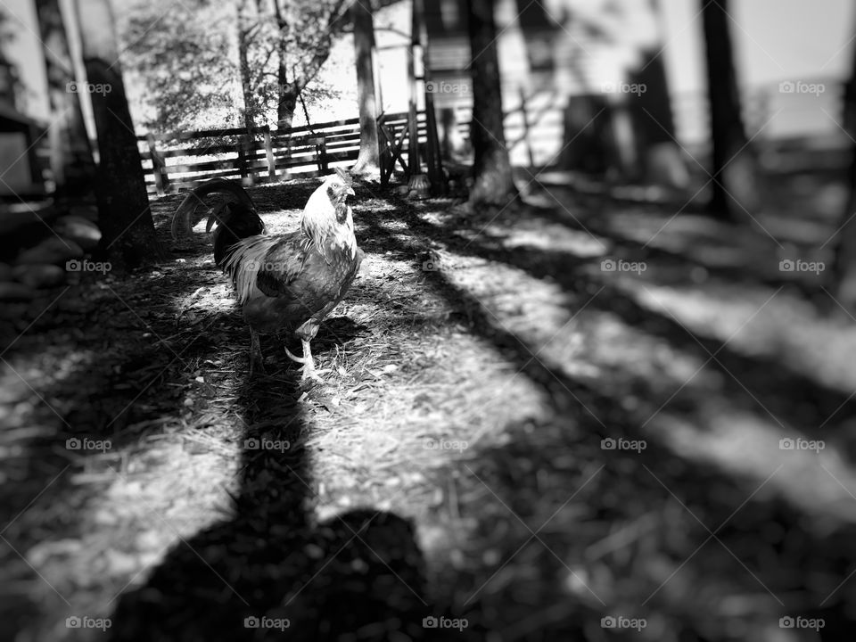 B&W Rooster