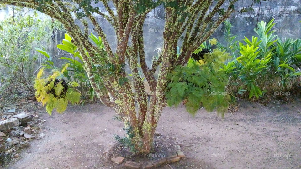 Plinia cauliflora (Jabuticaba)