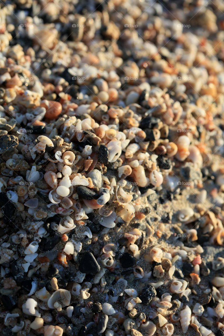 Small baby shells on Elafonissi beach Creta island Greece summer holidays seascape wildlife amazing nature therapy wonderful day hustling daydreaming naturalism macro microcosmos super Kreta land beauty sea life