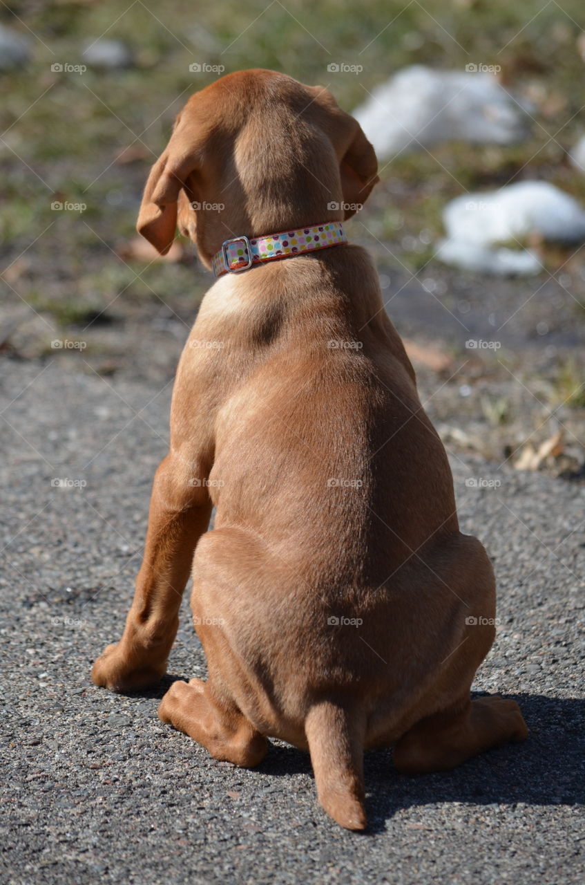 Rear view of a dog