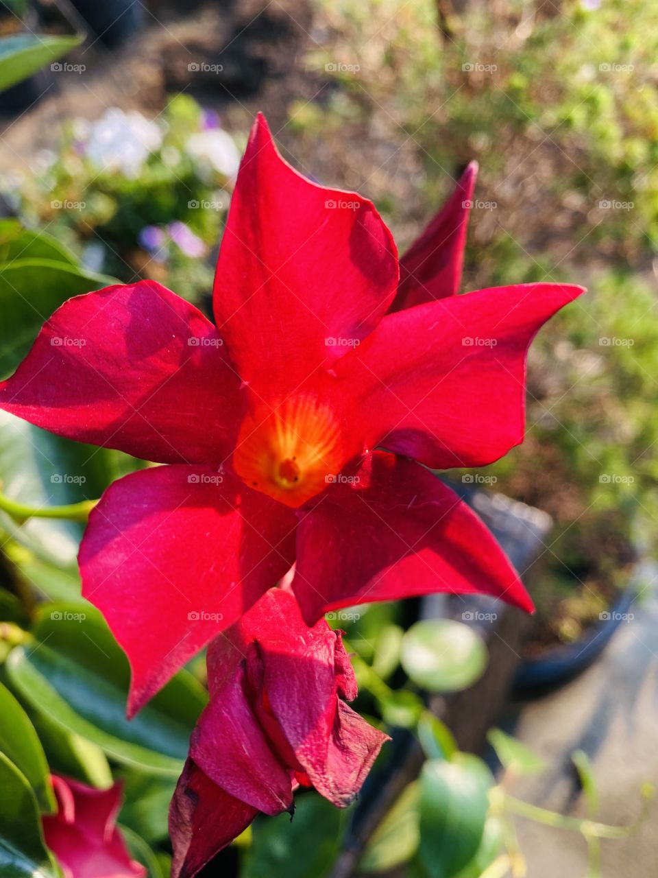 Red flower