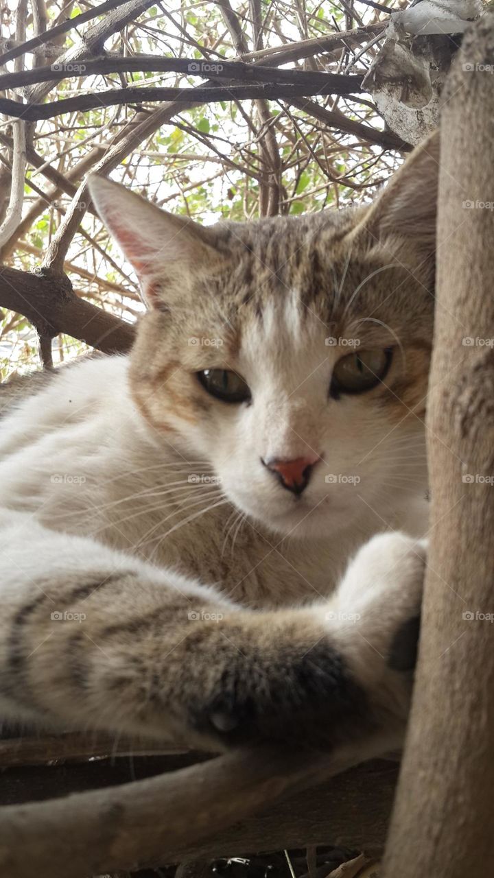 Poutchi is a wild cat .. jungle cat .. he bacame stronger