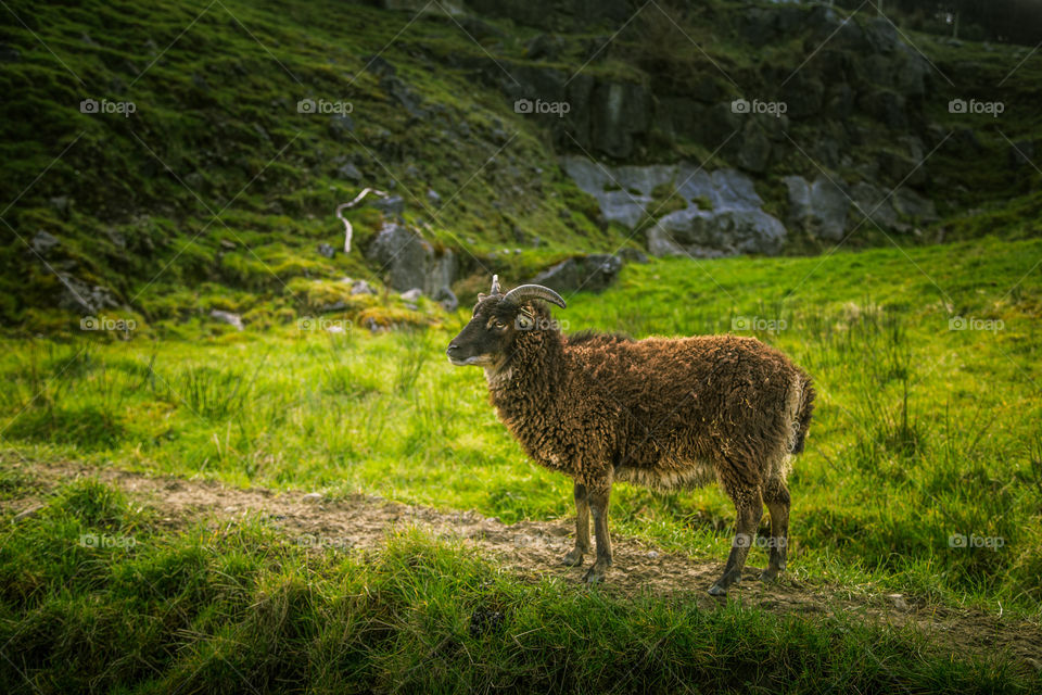 Sheep, Grass, No Person, Mammal, Hayfield