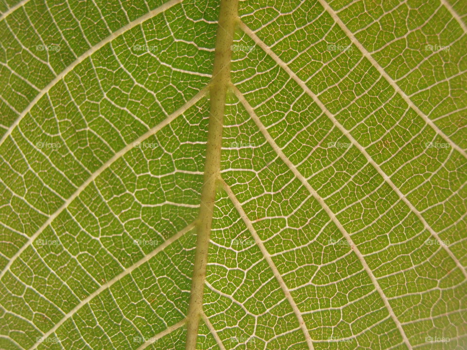 A Leaf Close Up