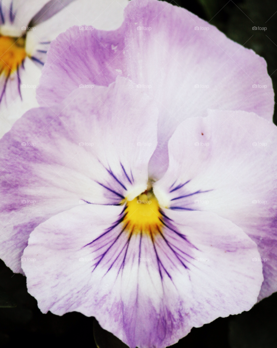 spring garden yellow nature by cataana