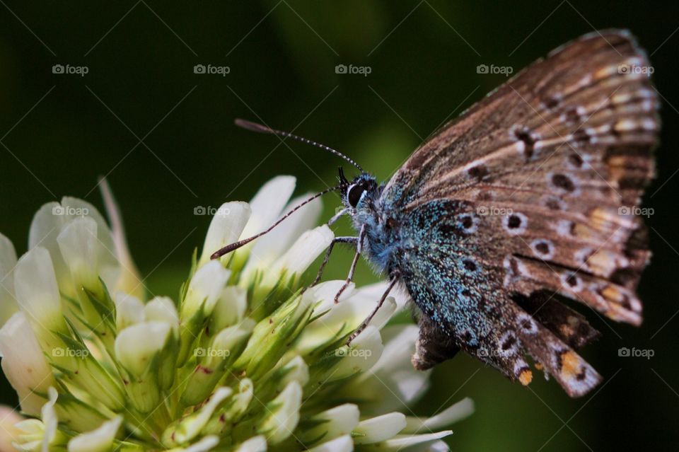 Butterfly on white flower