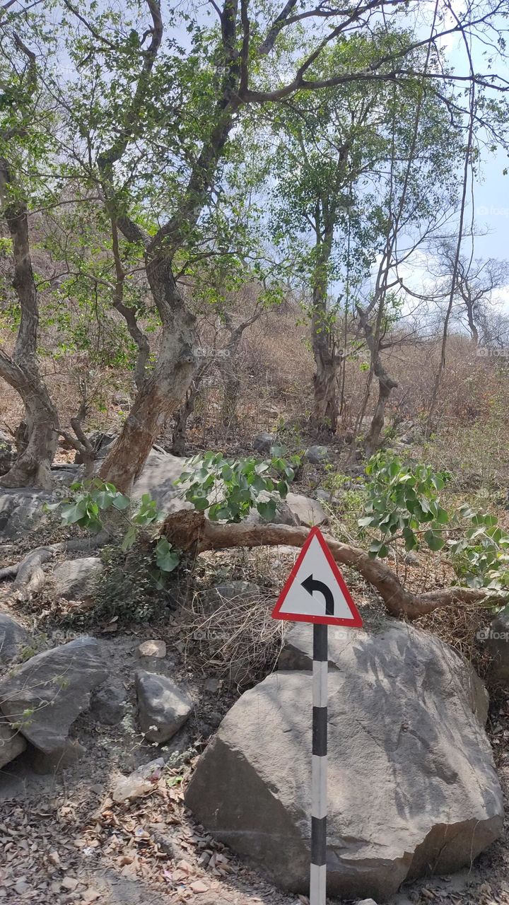 left turn ↩️ symbol in the deep forest  🌳🌳🌳🌳🌳🌳