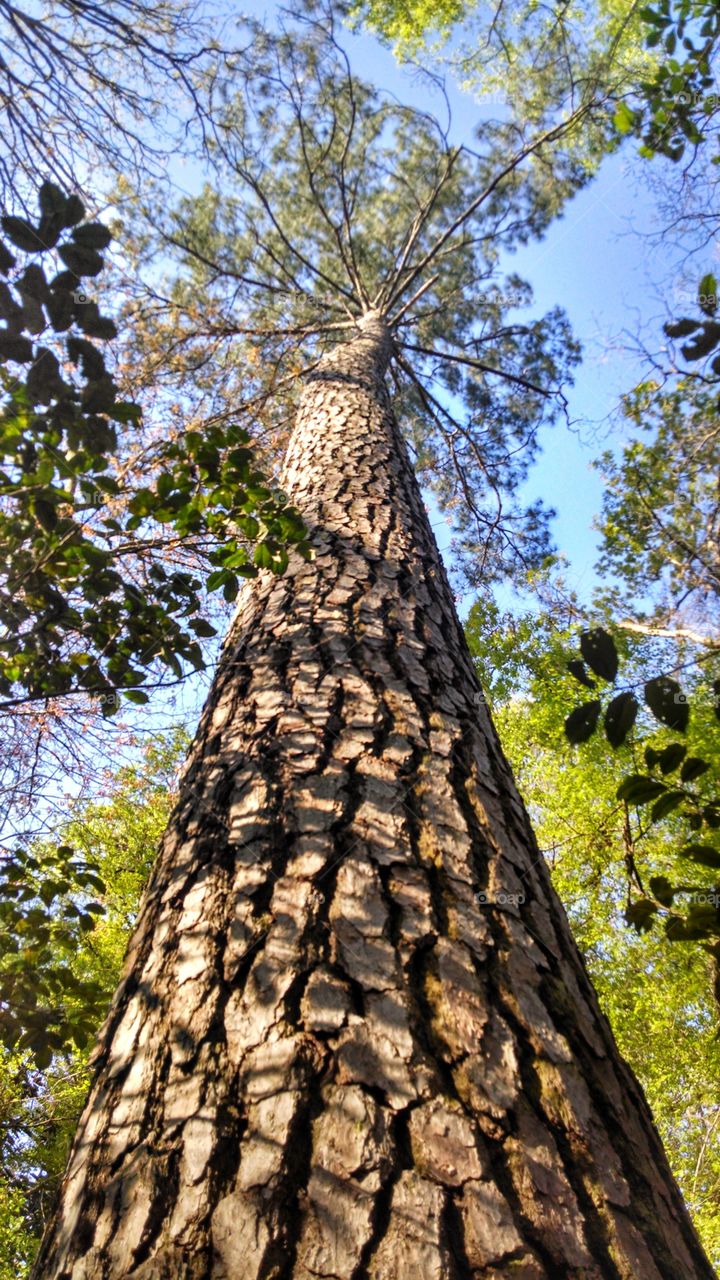 Pine Tree Panorama. A large pine tree at Florida Caverns State Park