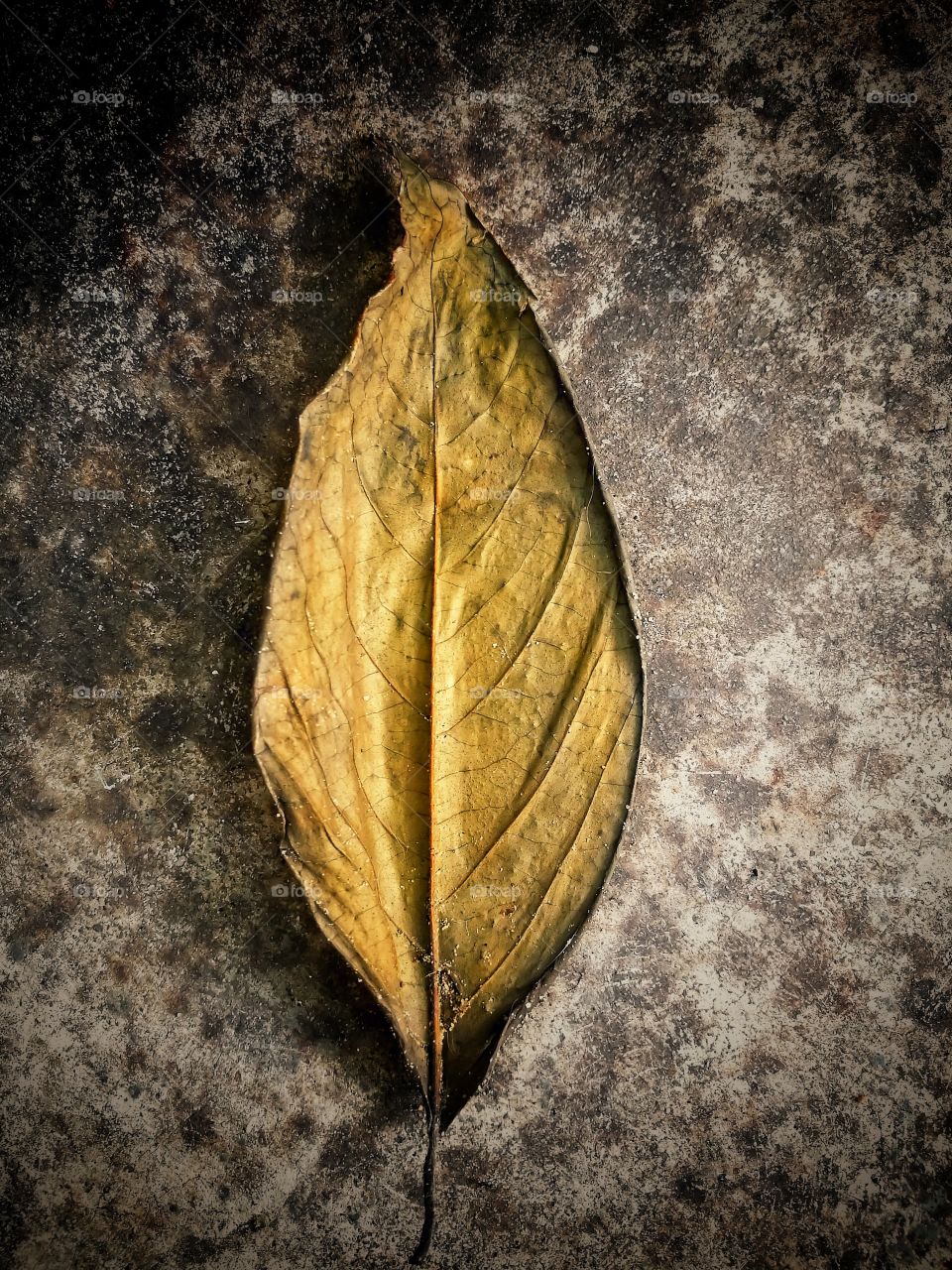 Dry leaves that have been raining for several days
