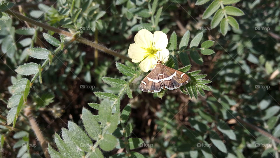 Moth on wild flower