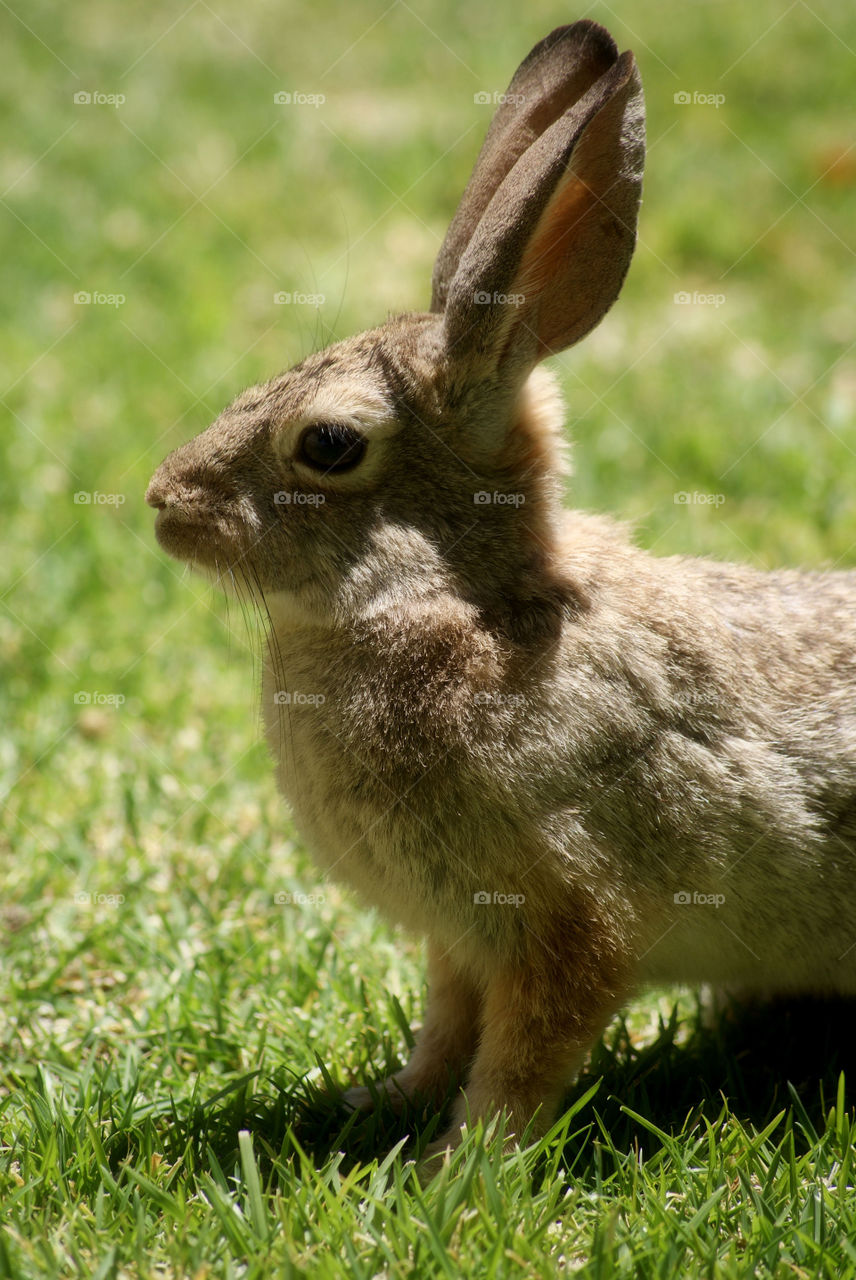 Rabbit sitting on grass
