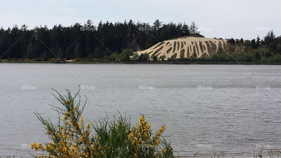 Oregon Dunes