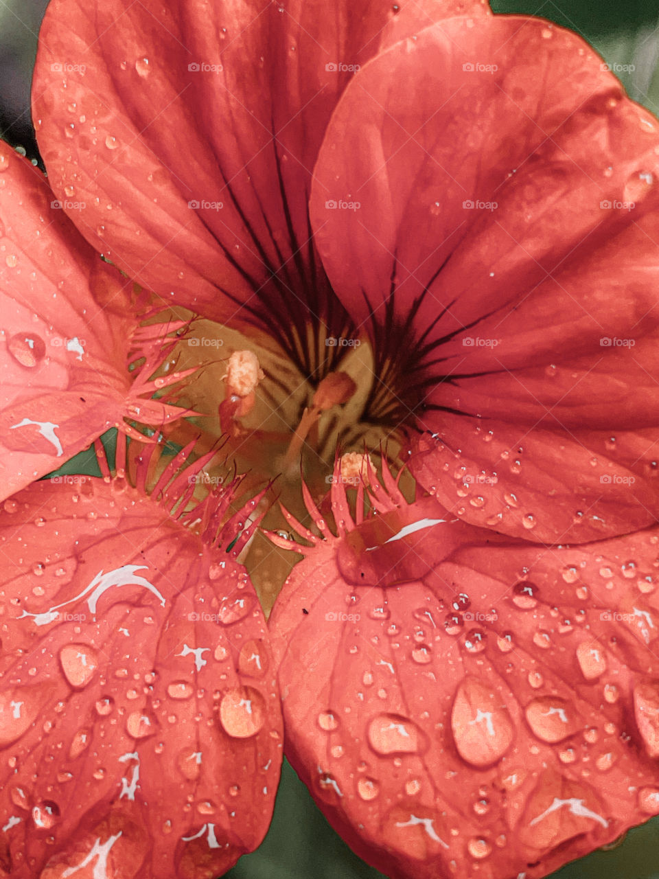 Flower pink Orange waterdrops water wet mother nature outdoors leafs petals water droplets rainwater Rainfall raindrops rain droplets