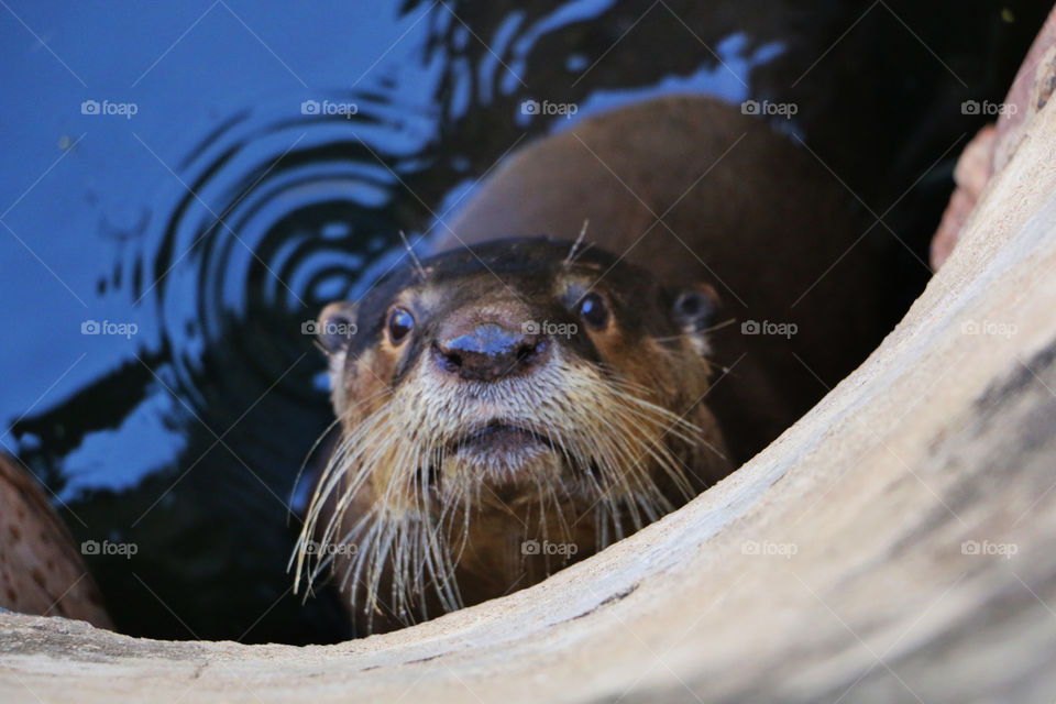 Closeup of an otter looking in to the camera