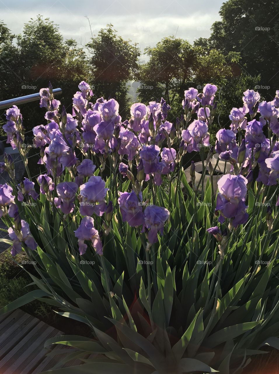 Iris in morning light