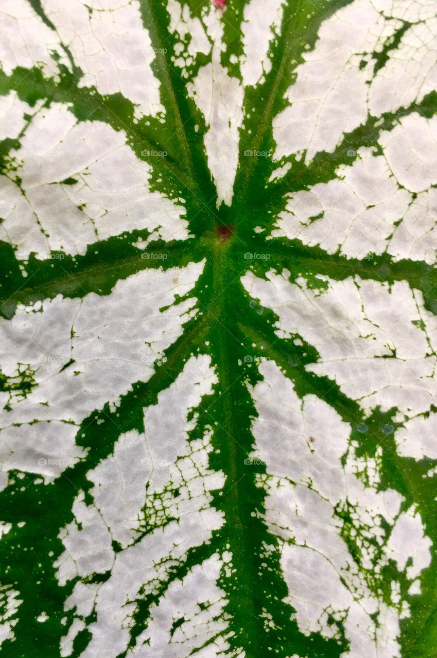 White Caladium Leaf