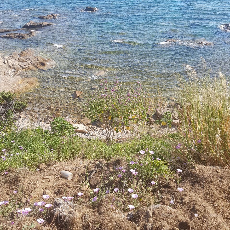 Seaside pastel flowers