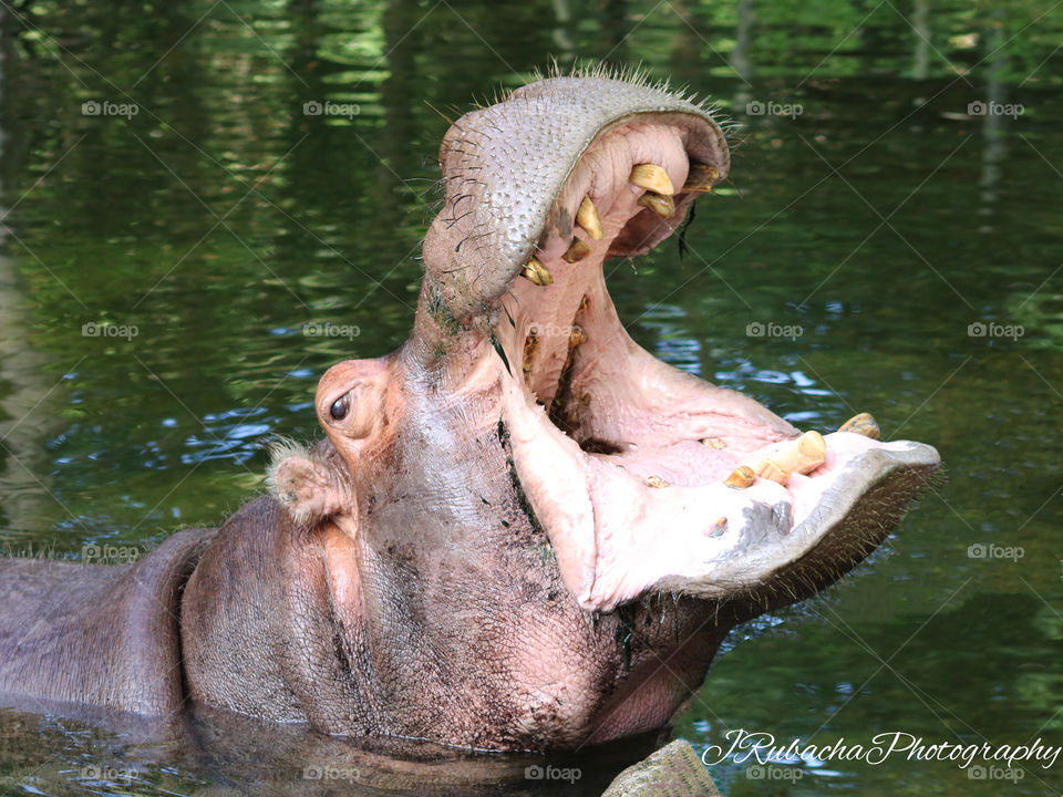 Hippopotamus mouth open