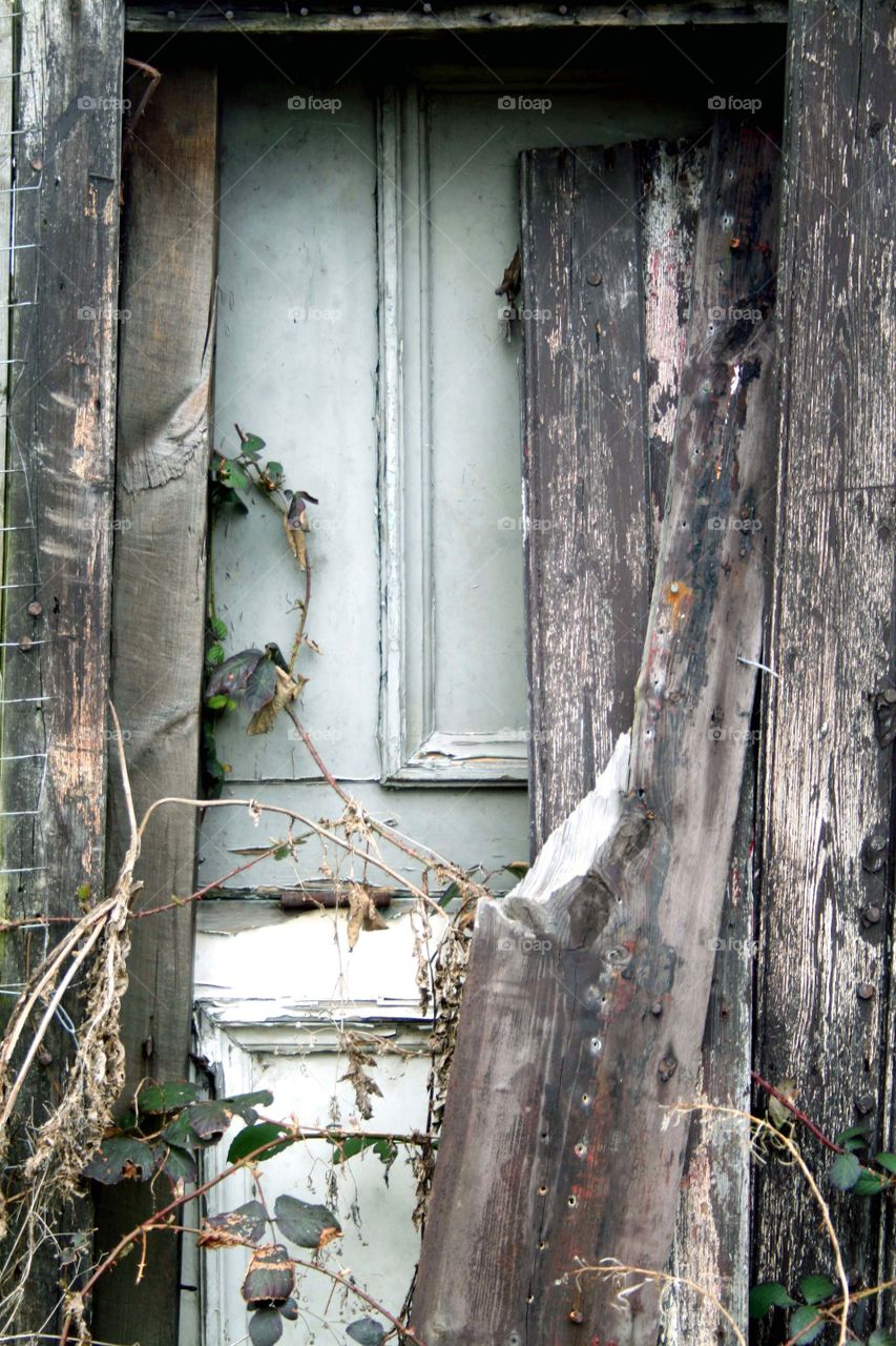 Access denied . A door that has clearly been boarded up and taken over by nature 