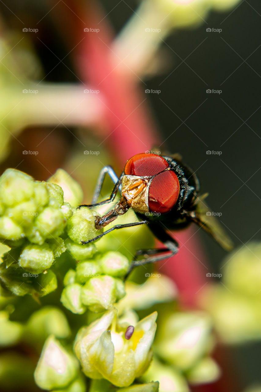 Collecting Honey