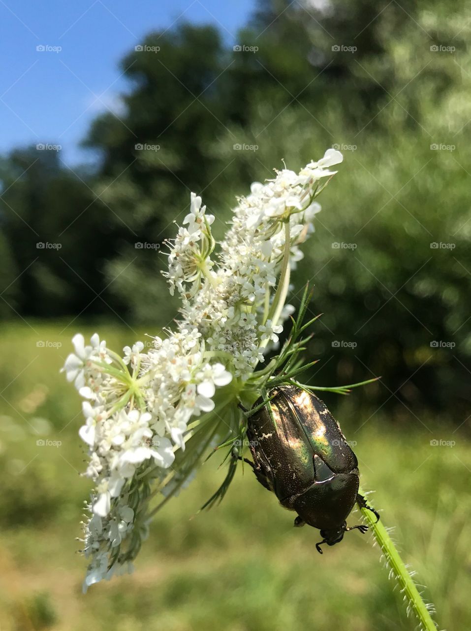 Trübelbachweiher Bug 