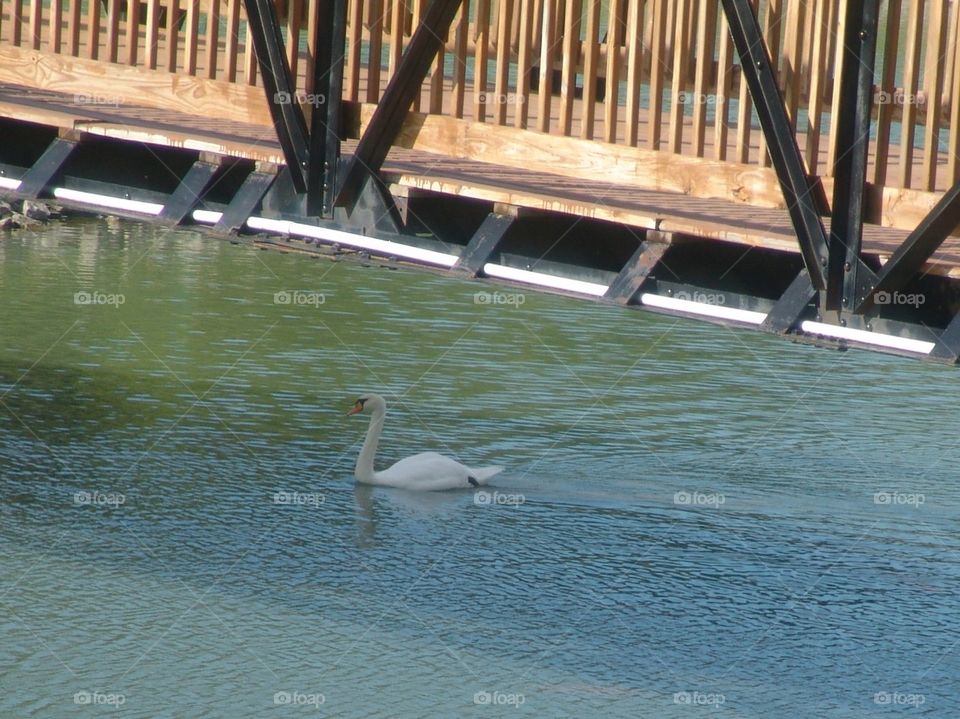 swan takes a morning swim